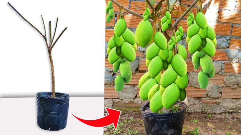7 Techniques Uniques de Propagation pour un Manguier Exceptionnel